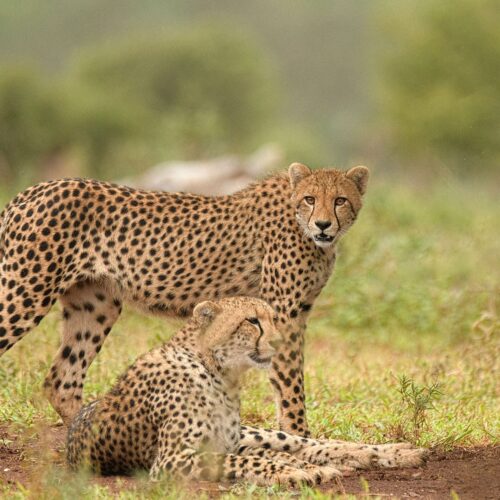 1-Day Cheetah & Habitat Orientation Safari