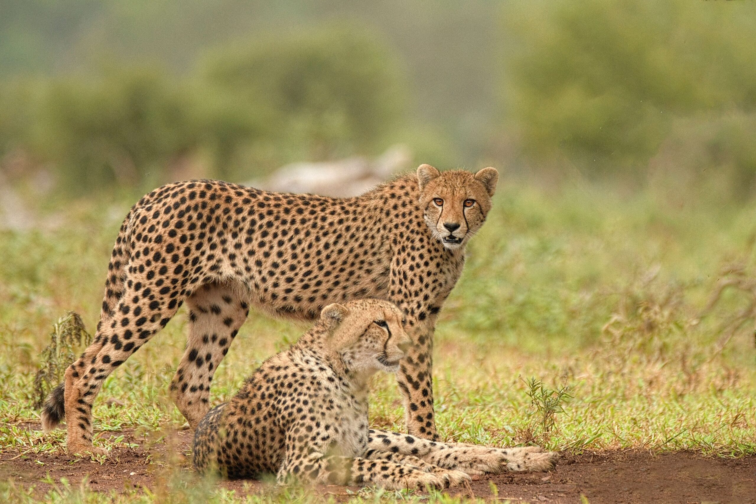 2D/1N Kuno National Park Safari Package