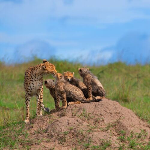 2D/1N Kuno Wildlife & Conservation Weekend (Best Seller)