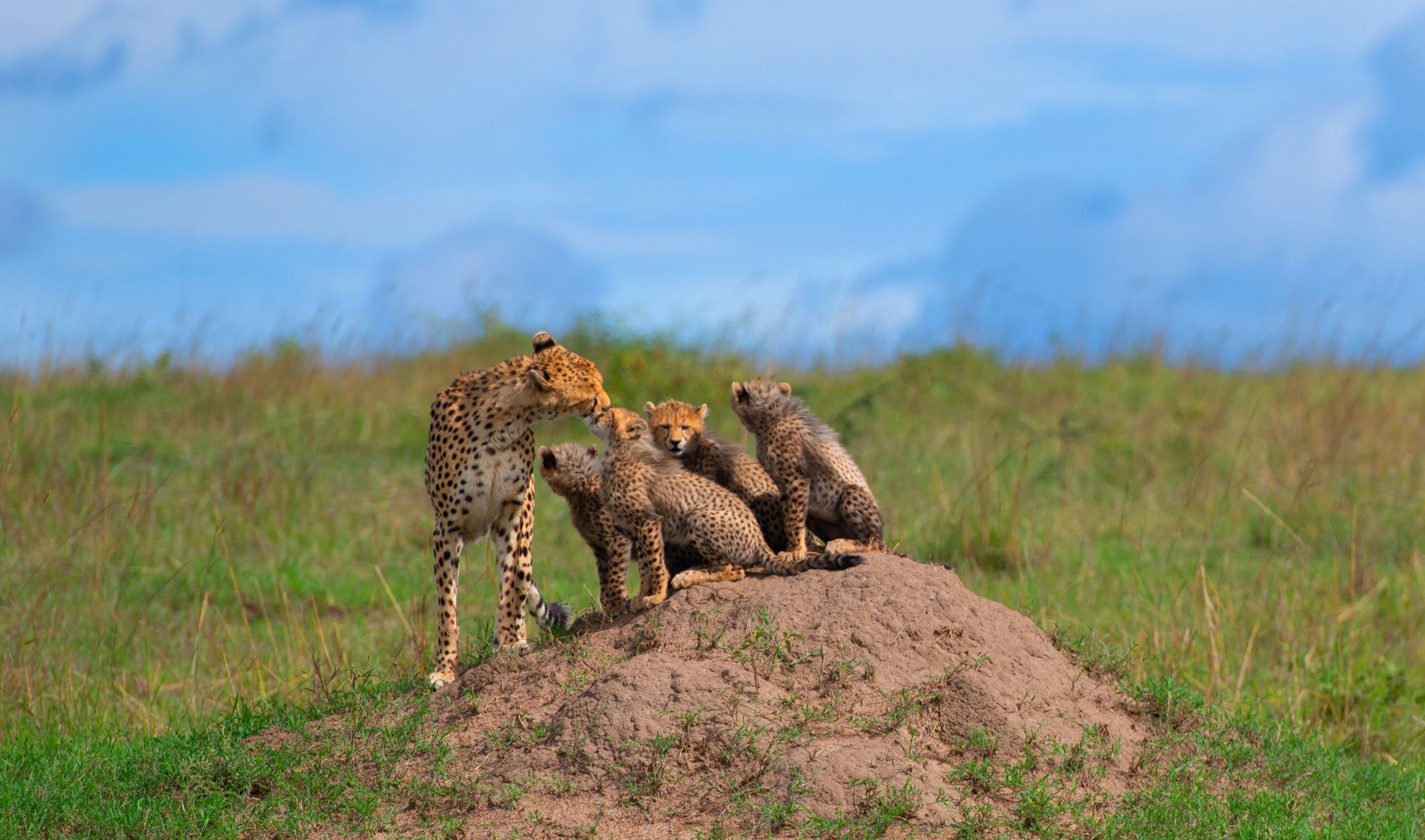 2D/1N Kuno National Park Safari Package