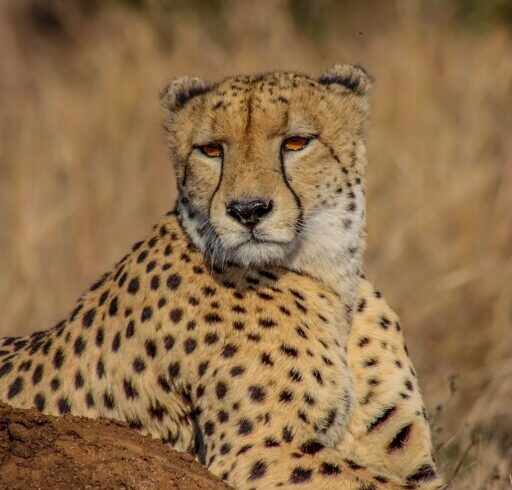Cheetah banner