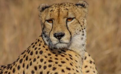 Cheetah banner