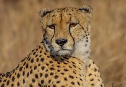 Cheetah banner