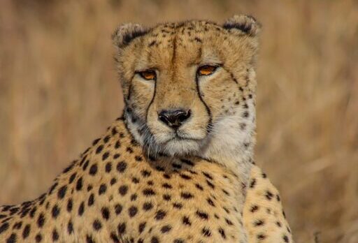 Cheetah banner