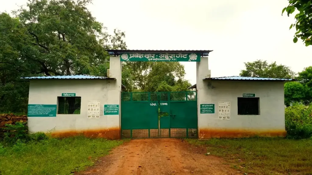 Kuno National Park reopens on 1st October with cheetah safari Ahera gate