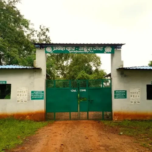 Kuno National Park reopens on 1st October with cheetah safari Ahera gate